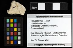 Foto (Objekt + Etiketten) von ? Goniodromites sp. 